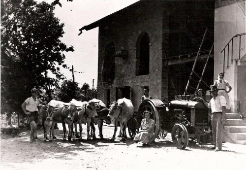 ARC 685 | Foto di gruppo con trattore e bestiame | Friuli Venezia Giulia | Data Non Presente