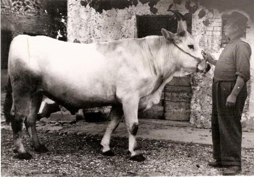 ARC 512 | Marco Della Bruna con bovino | Friuli Venezia Giulia | Data Non Presente