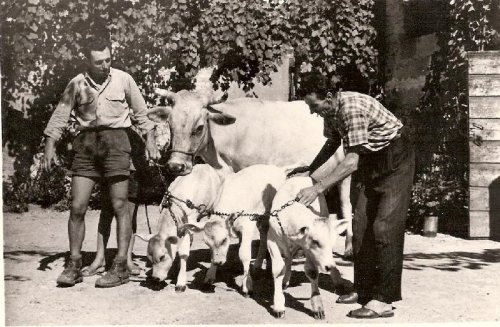 ARC 33 | Cimolai Claudio ed il padre Pietro con tre vitellini | Friuli Venezia Giulia | 1966
